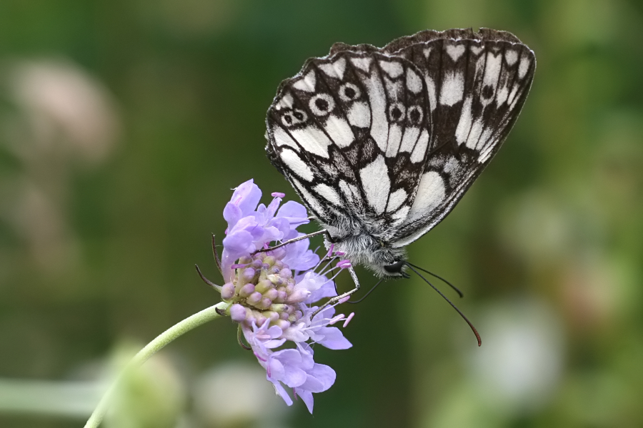 5940B (6115)_Dambordje - Plitvice N.P. (Kroatia).jpg
